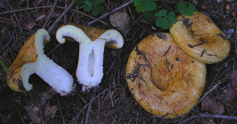 4 Lactarius sp.